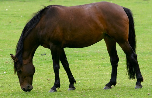 Pastured Horse.jpg